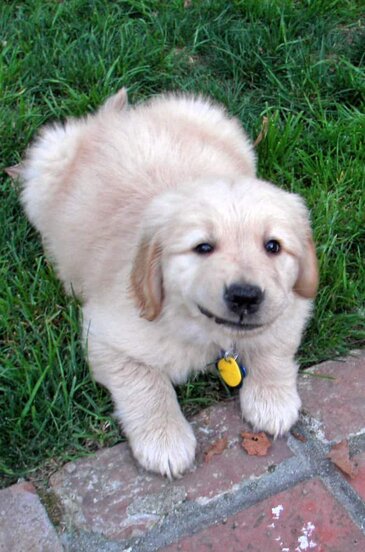 What Should I Do For My Puppy S First Day Home