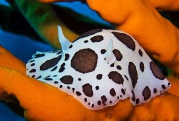 Immersioni invernali - Peltodoris atromaculata