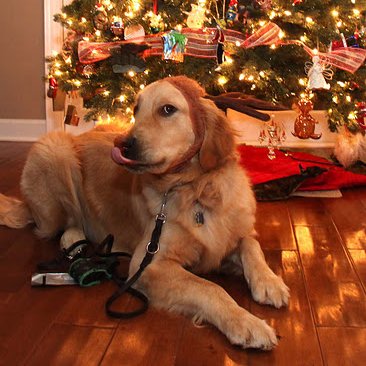 Reindeer Antlers For Dogs Reindeer Antlers For Dogs