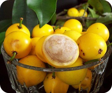 how to make lemoncello