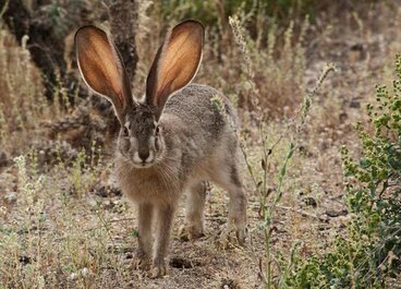 The large ears of the jack rabbit help keep it cool in its hot desert environment