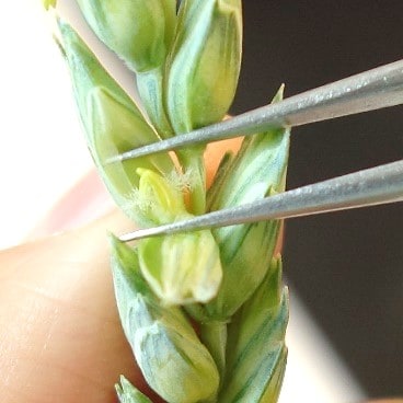 closeup of the wheat anther picking method