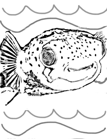 stir crazy, all fish faces