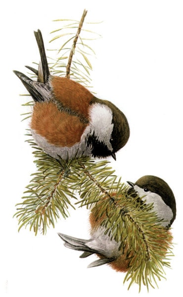 Chestnut-backed Chickadee | Poecile rufescens