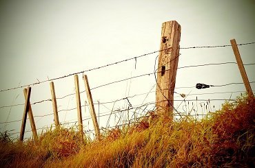 where can you find rabbits hiding places edge habitat fields fences woods forest