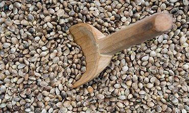 image2 Marijuana seeds