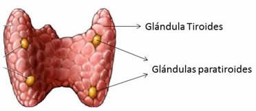 Cirugía endocrina en Córdoba