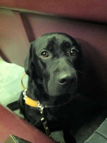 Guide Dog Bau On The Train Guide Dog Bau On The Train