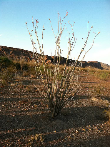 We walked through a field of cactus much taller than us on horseback.