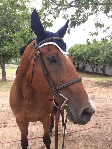 Mah hat!