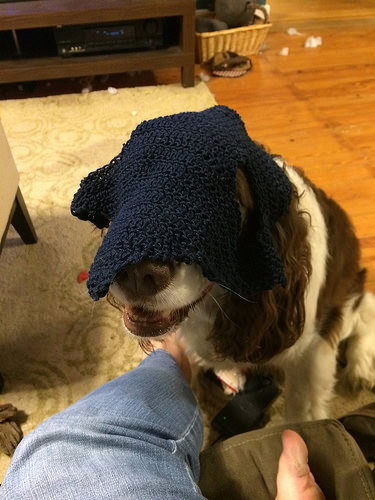 When horses aren't available, try a spaniel