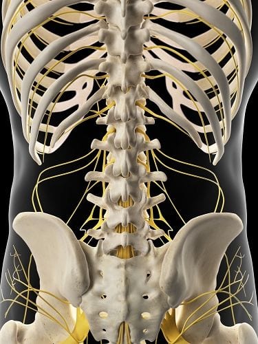 Nervensystem_Rücken Der Begriff "neurologisch" umfasst das Nervensystem (Gehirn, Rückenmark und die körperdurchziehenden Nerven) sowie die Muskulatur. Auffälligkeiten können Lähmungen, ein Kribbeln oder Taubheitsgefühle sein.