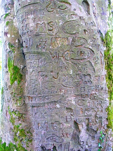 The Autograph Tree http://www.flickr.com/photos/irishfireside/454911450/in/photostream/
