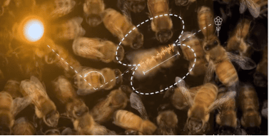 Lebah Waggle Dance