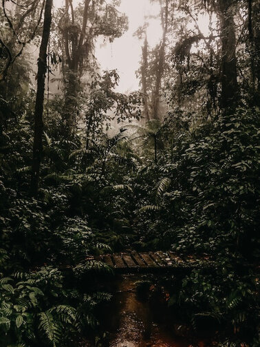 Nebelwald Monteverde