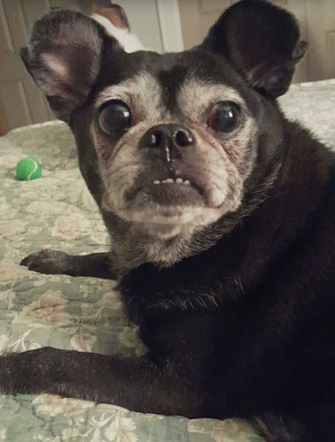 This is Archie. He is my best friend even though we have never met.