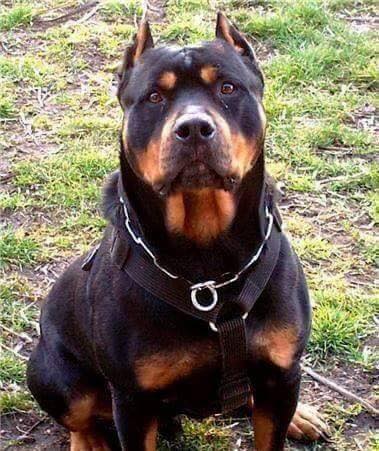 pitbull pitweiler rottweiler clipped cruzado dogo argentino raza doberman cruza rottweilers rott pitbulls pitt weiler prosecuted watchdog cruzas