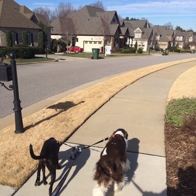 Walking the dogs through a neighborhood the family business builds in.
