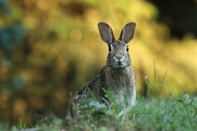 learn how to catch hunt or trap wild rabbits