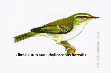 Cikrak kutub atau Phylloscopus borealis - Biasanya hanya ada satu garis tipis pada sayap, kadang-kadang dua, paruh lebih besar daripada Cikrak mahkota Cikrak kutub atau Phylloscopus borealis - Biasanya hanya ada satu garis tipis pada sayap, kadang-kadang dua, paruh lebih besar daripada Cikrak mahkota