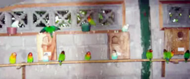 Breeding lovebird Tobil Proliman