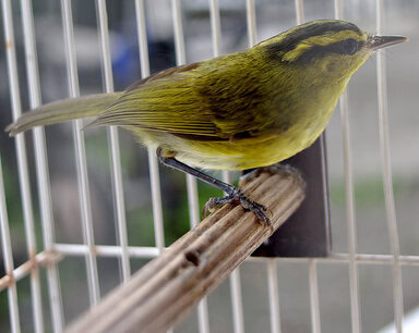 Burung cikrak daun
