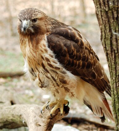 Burung elang ekor-merah