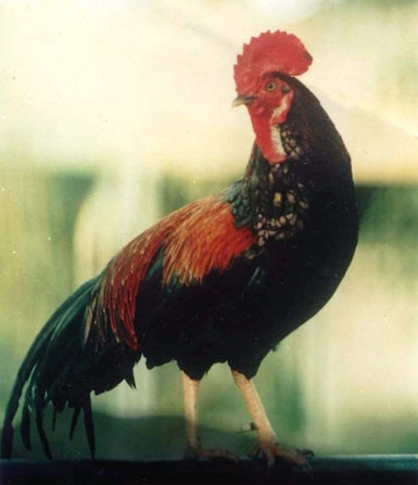 Ayam bekisar Arjuna