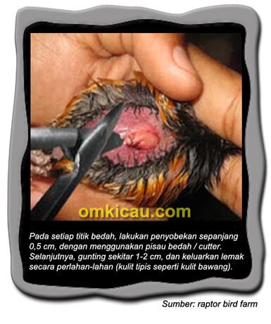 Sedot lemak pada burung