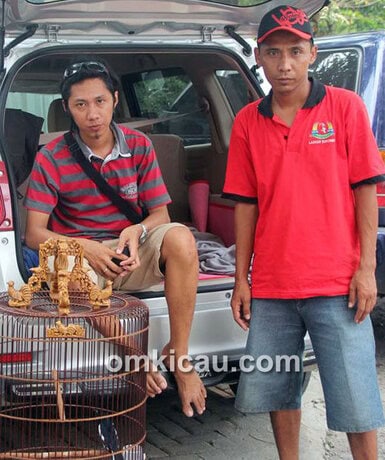 Bani SSA dan kacer Black Racer