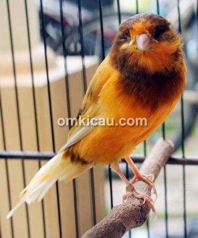 Gudang Kenari Bird Farm