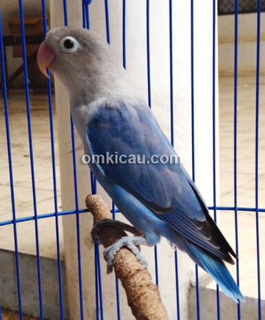 Bursa Love Bird Solo
