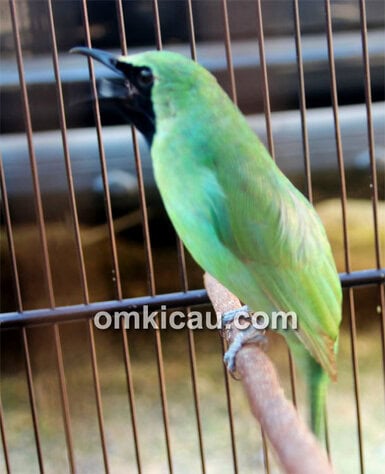 Cucak hijau Scarlet