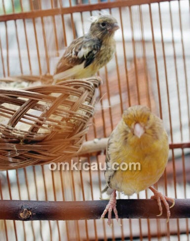 Anakan kenari keluar sarang