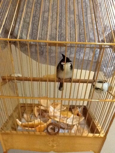 Burung kutilang yang diterapi dengan kulit jeruk
