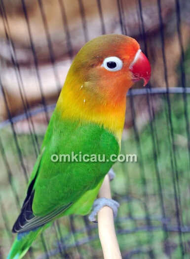 Lovebird Kelana