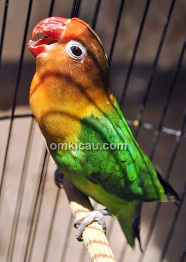 Lovebird Suwing