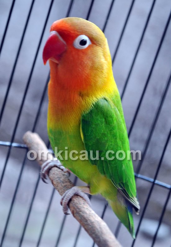 Lovebird Barong