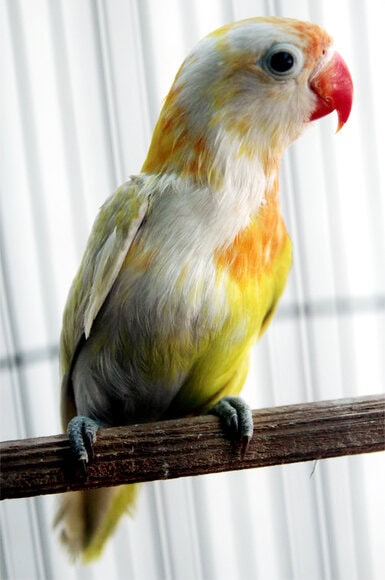 Lovebird halfsider