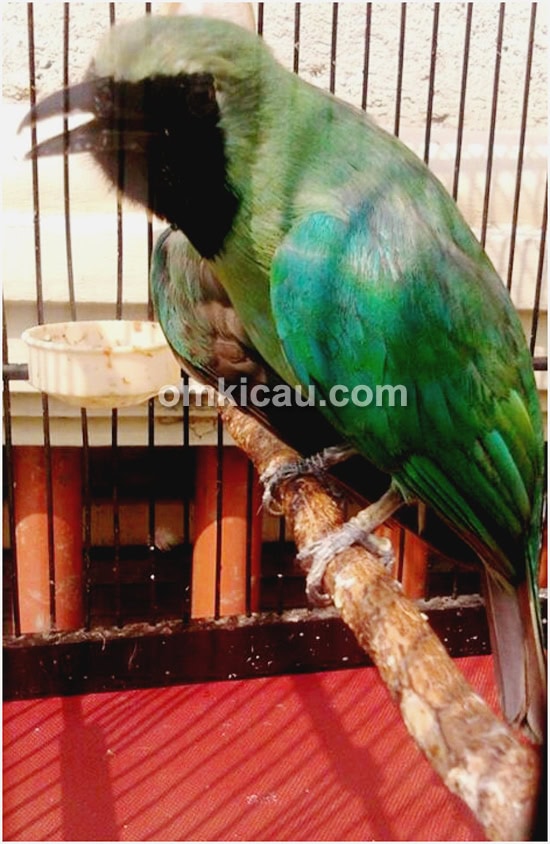Cucak hijau Mr Granat