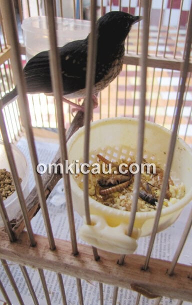 telur rebus untuk murai batu