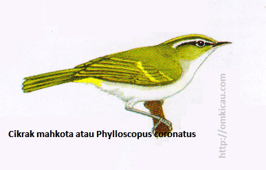 Cikrak mahkota atau Phylloscopus coronatus - Berwarna Iebih hijau terang daripada Cikrak kutub, dengan setrip mahkora kekuningan, hanya satu garis sayap kekuningan, tetapi kadang-kadang dua Cikrak mahkota atau Phylloscopus coronatus - Berwarna Iebih hijau terang daripada Cikrak kutub, dengan setrip mahkora kekuningan, hanya satu garis sayap kekuningan, tetapi kadang-kadang dua