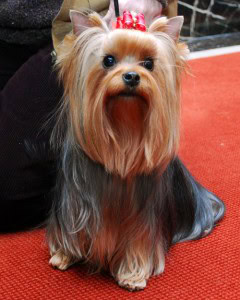akc_yorkie_camera