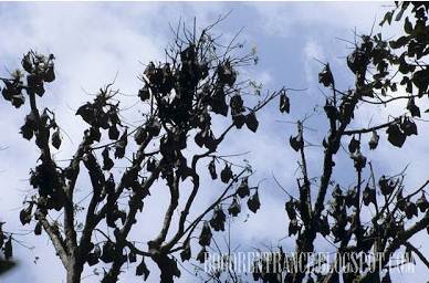 Kalong-kalong yand dulu sering terlihat di kebun raya Bogor ( foto tahun 1986 )