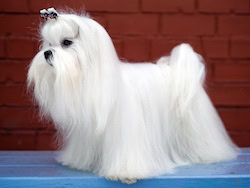 Maltese show dog