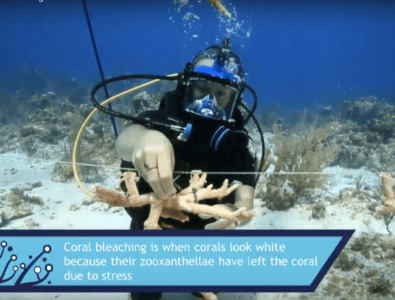 CCMI Reefs Go Live Screengrab CCMI Reefs Go Live Screengrab