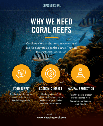 coral reefs, ocean, biodegradable sunscreen, reef safe sunscreen brands, biodegradable sunscreen brands