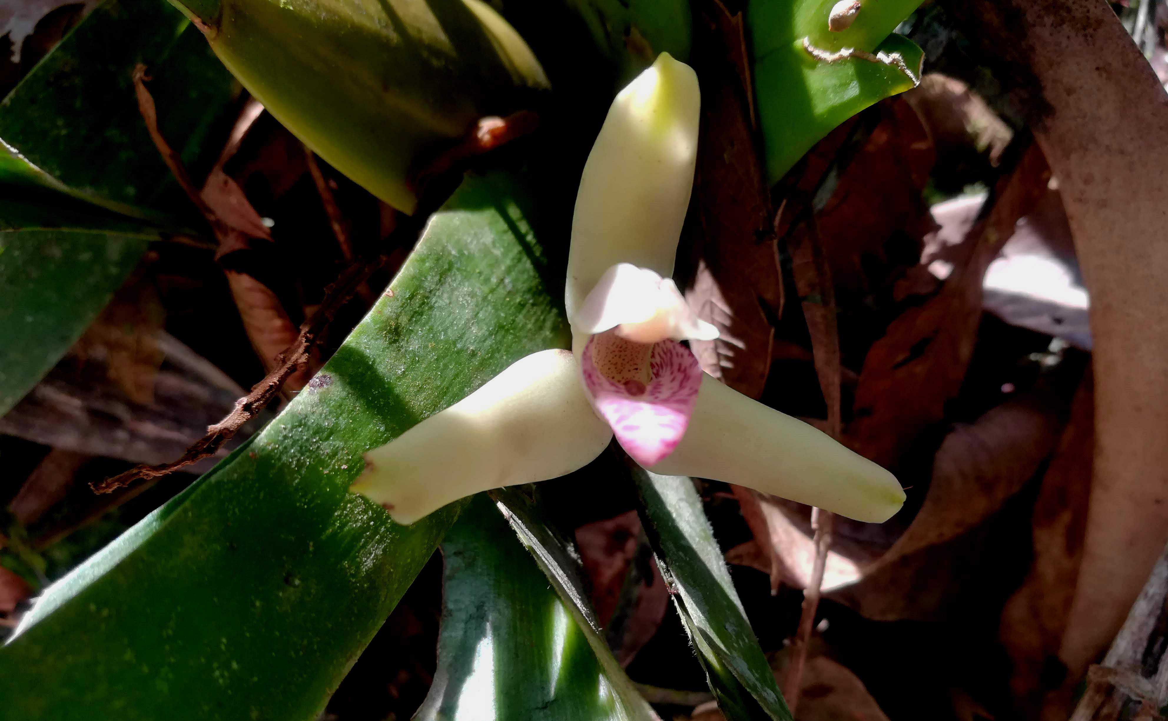 Orchids of the Amazon