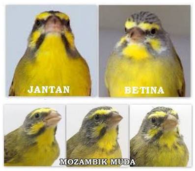 BEDA JANTAN DAN BETINA SERTA MOZAMBIK MUDA