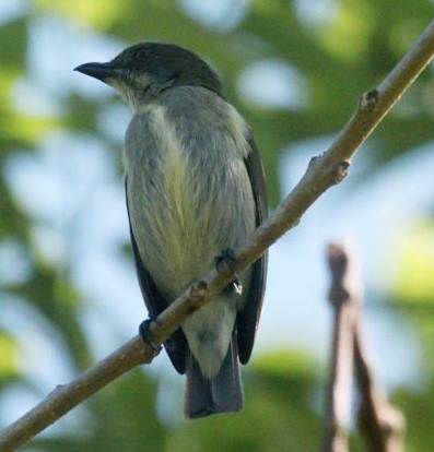 Burung cabai emas